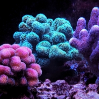 Stylophora Coral