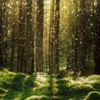 Magical Forest