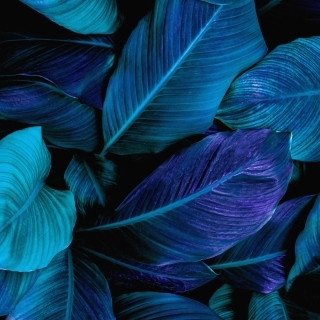 Tropical Leaves