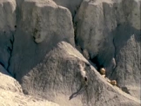 Down Hill Mountain Bikers