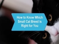 Wie ist zu wissen, welche kleine Katzenrasse für Sie Recht