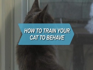 Wie trainieren Sie Ihre Katze Verhalten