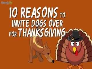 10 Gründe für Hunde zum Erntedankfest einladen