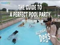 Hunde genießen Sie Sommer Sonne mit Pool Spielzeit