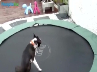 Hunde lieben Trampoline