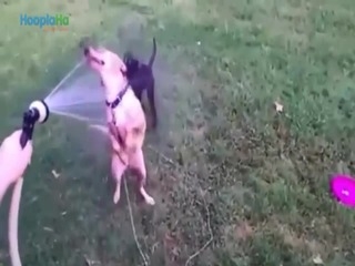 Hunde, die Wasser lieben
