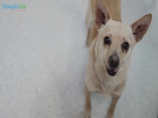 Haustier Photobooth hilft Tierheim Hunde werden angenommen