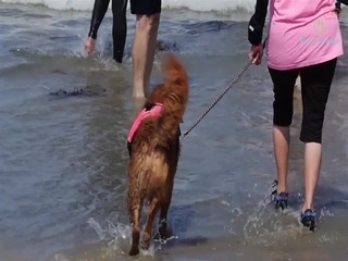 Dieser berühmten Surf-Hund reitet auf die Welle, anderen zu helfen!