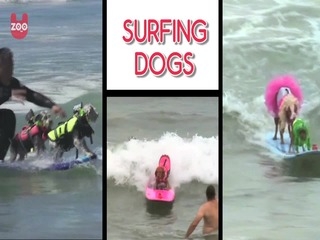 Top 10 Talented Dogs