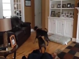 Who Knew Dogs Could Fly - LITDH