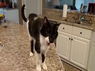 Katze hat eine verrückte Tiefe Meow