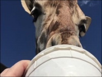Giraffe Kommissionierung Nase mit Zunge durch meine Schiebedach