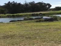 Golfer braucht zwischendurch einen Leguan zu fangen