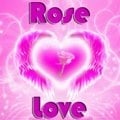 Rose Liebe