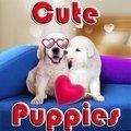 Süße Hündchen