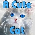 Ein süße Katze