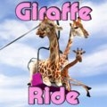 Giraffenritt