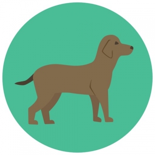 Hund Grüner Icon