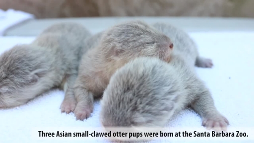 Adorable Otter Pups Born at Santa Barbara Zoo