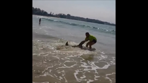 Man Attempts to Pull Beached Shark Back to Sea