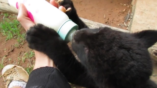 Cute Baby Jaguar Enjoys Bottle