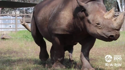 
Baby Rhino Frolicks Around Taronga Western Plains Zoo
