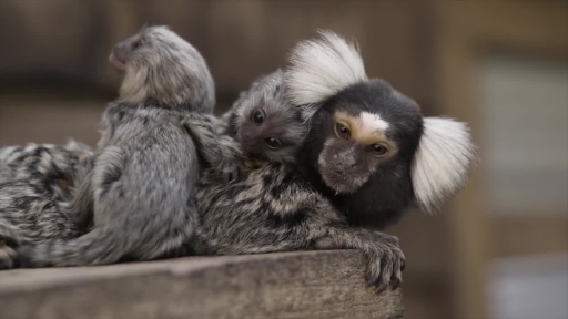 
Symbio Wildlife Park Welcomes Super Cute New Marmoset Twins
