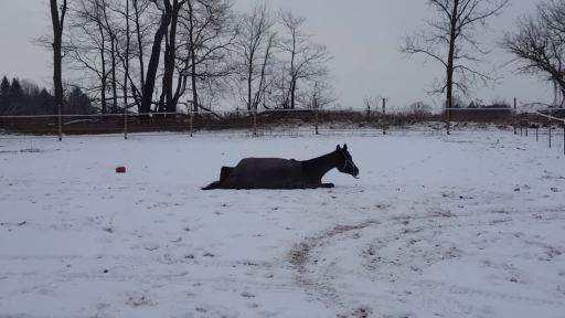 
Rescue Horse Bella From Florida Frolicks in Mason Snow
