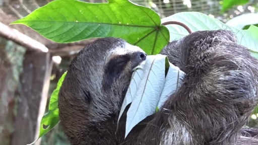 Relaxed Sloth Puts His Feet Up to Have a Snack