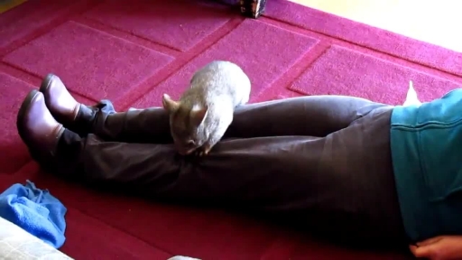 Adorable Wombat Plays Tag With Minder