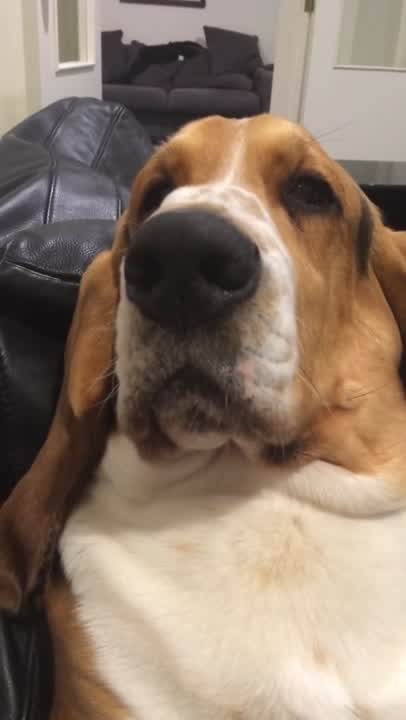 Grumpy Basset Hound Groans to Get Attention