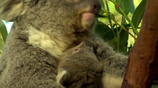 
Six-Month-Old Lulu Introduced to Public at Australian Reptile Park
