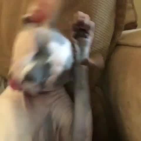 Sphynx Cat Cleans Herself After Dinner