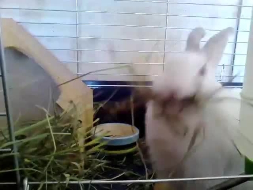 Hungry Rabbit Devours Tasty Snack