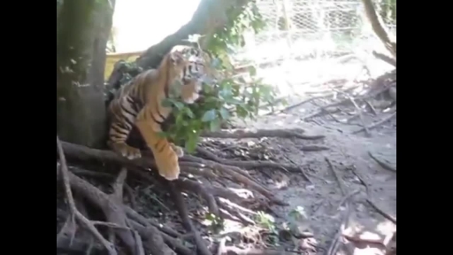 
Tiger Picks on Sleepy Sibling at Park in South Africa
