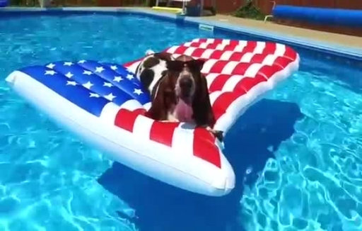 Basset Hound Celebrates Forth of July in Style