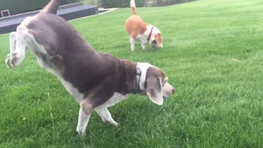 Augie the Beagle Handstands While Peeing