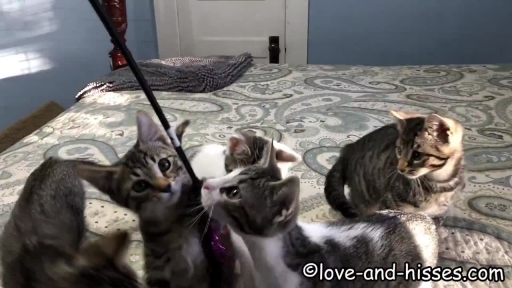 Kitties Line Up for Family Portrait