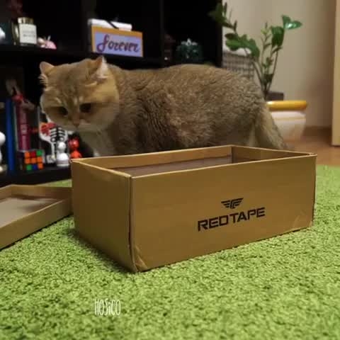 Adorable Kitten Plays With New Box