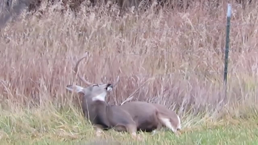 Buck Dozes Off on Lazy Day in Colorado