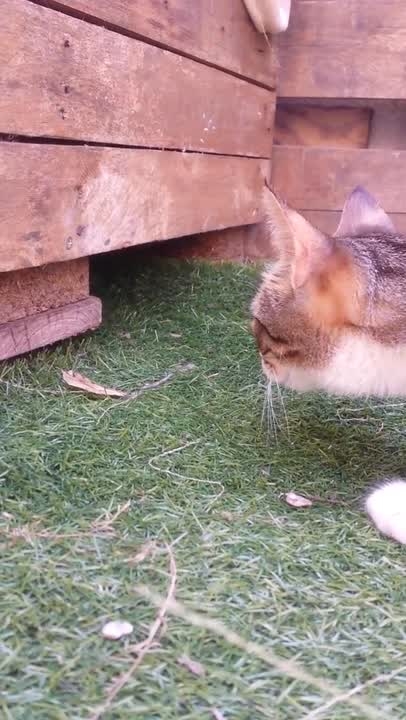 Clever Stray Cat Reveals Her Kittens