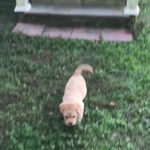 Adorable Puppy Takes a Tumble