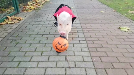 Moritz the Pig Goes Trick-or-Treating