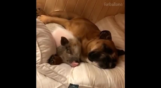 Pig and Pup Pals Snuggle Together for a Snooze