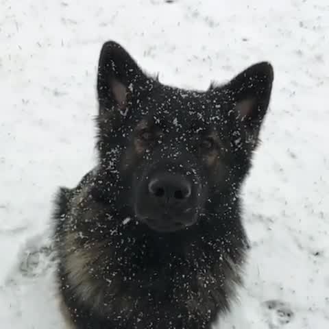 Adorable Dog Experiences the Snow