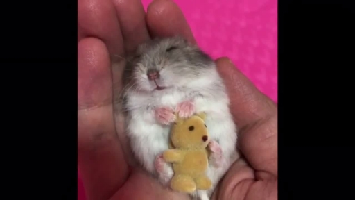 Hamster Lives Dream Life With Lullaby Before Bed