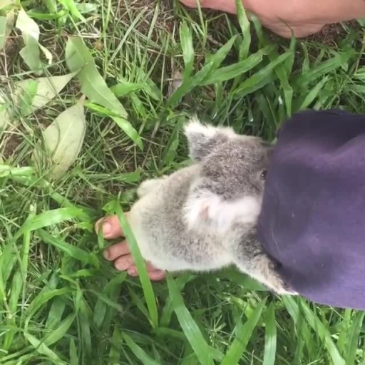 Baby Koalas Start Learning to Climb