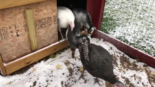 Farm Animals Enjoy Halloween Snow in Michigan