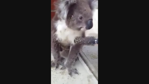 
Thorn-Covered Koala Enjoys Helpful Brush From Neighbor
