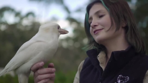 
Symbio Wildlife Park's Albino Kookaburra Jester Enjoys a Good 'Laugh'
